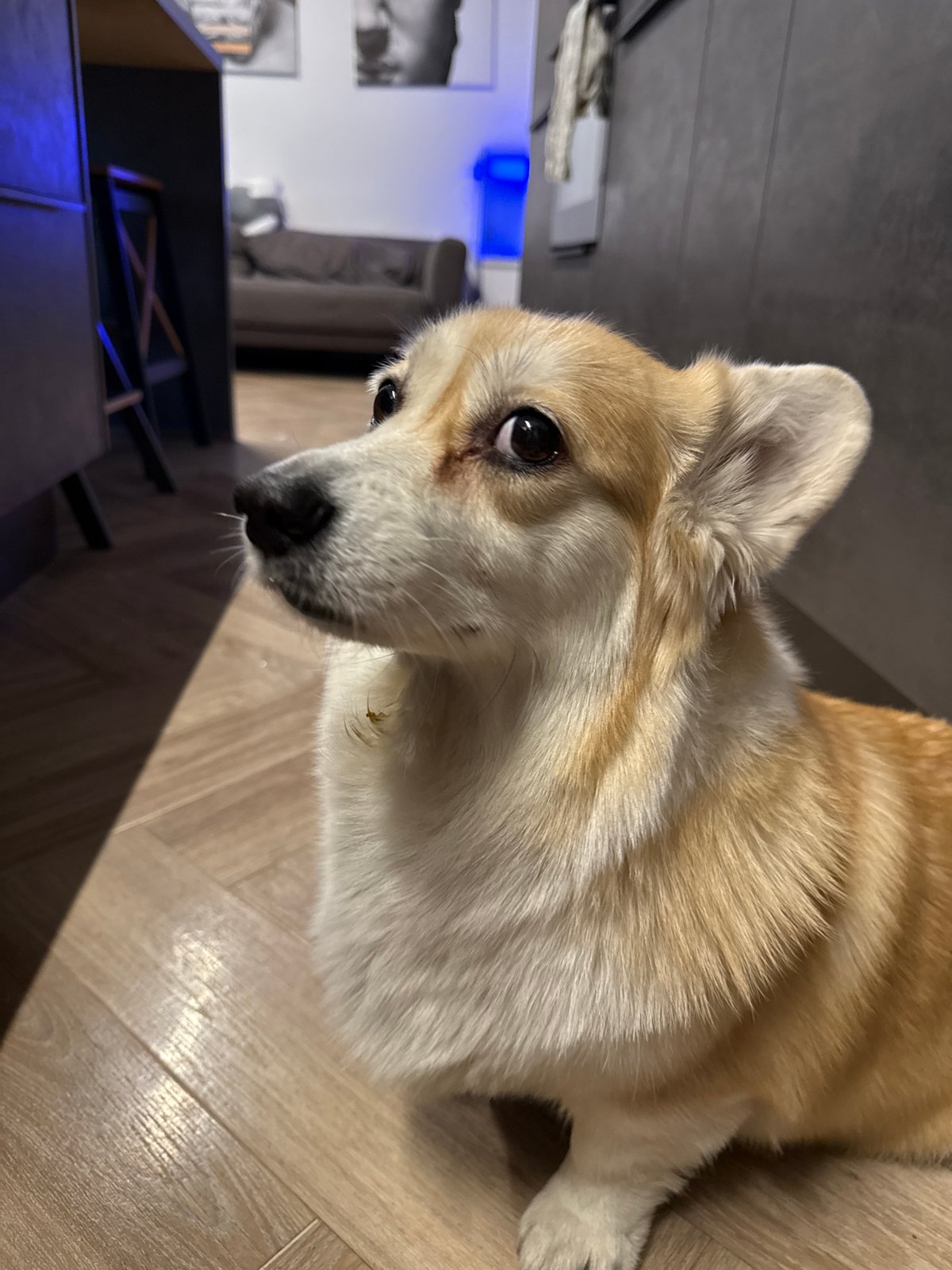 Corgi rests on kitchen floor in Krasnoyarsk home