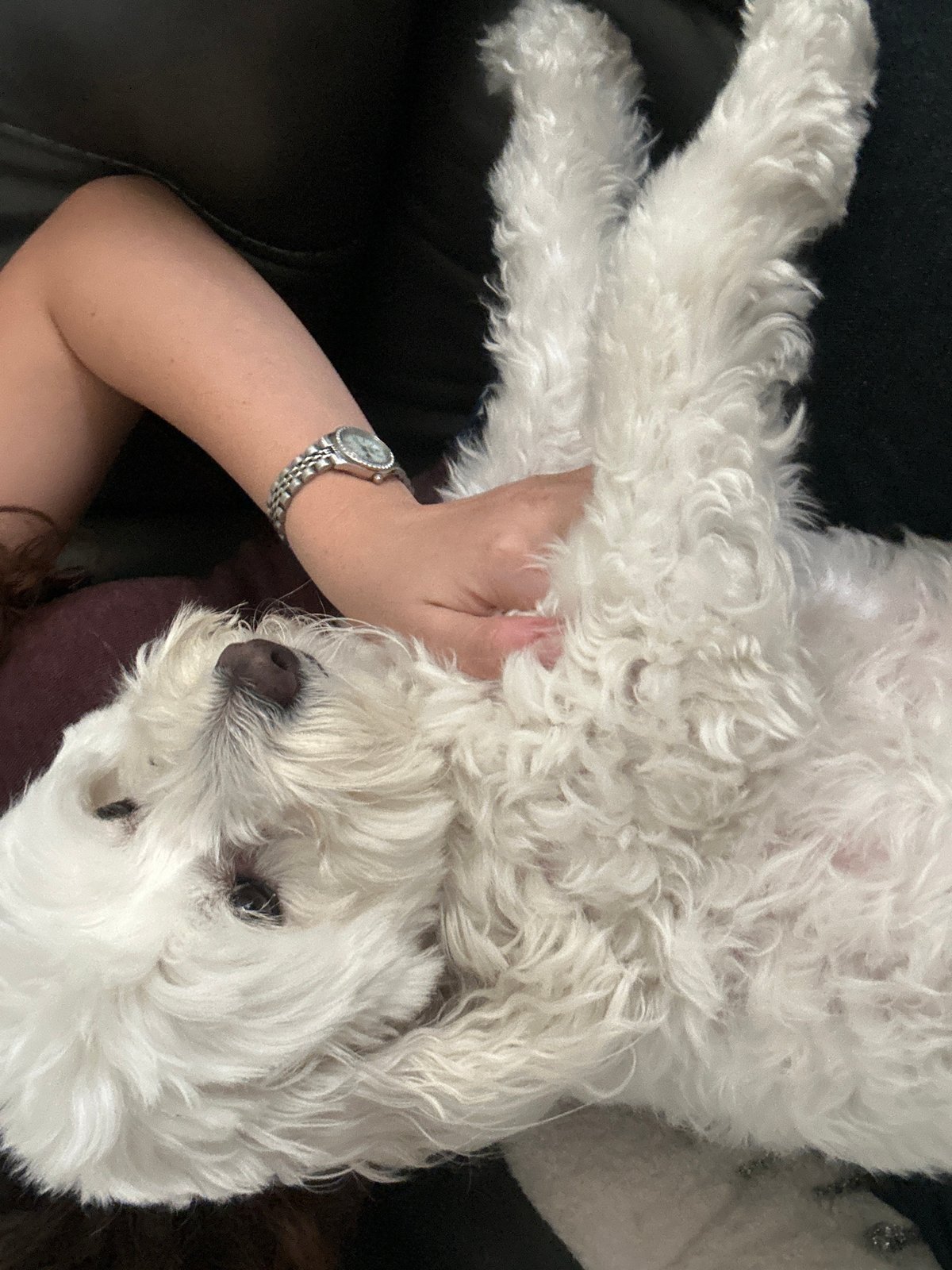 White fluffy dog relaxes with owner on couch
