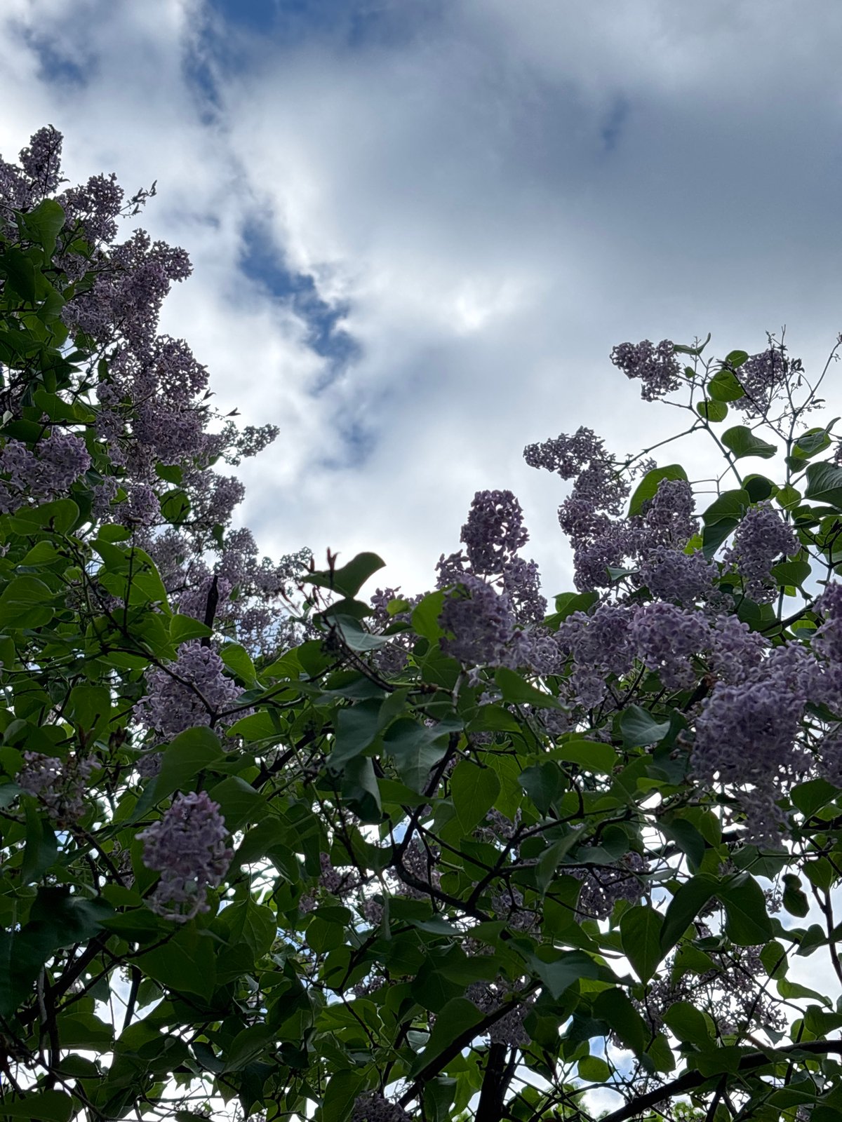 Spring afternoon scenes captured across Saint Petersburg neighborhoods