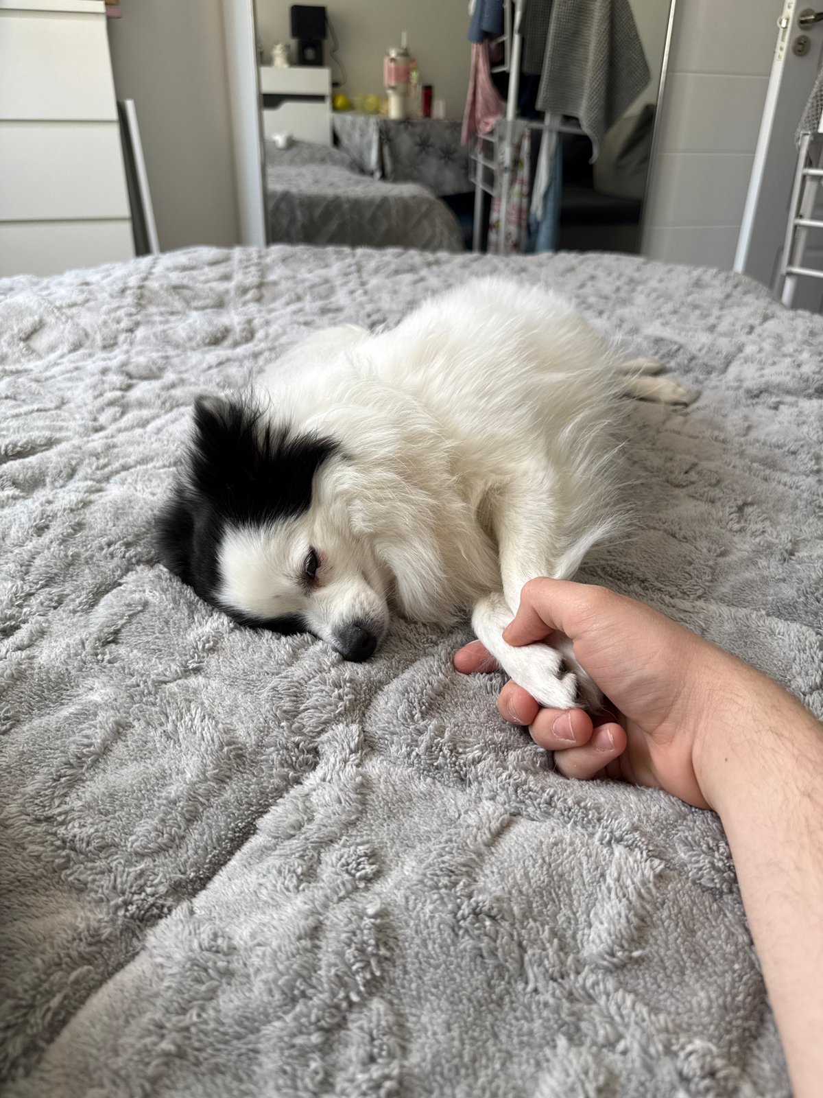 Sunday morning bonding session with pet dog in Bulgarian home
