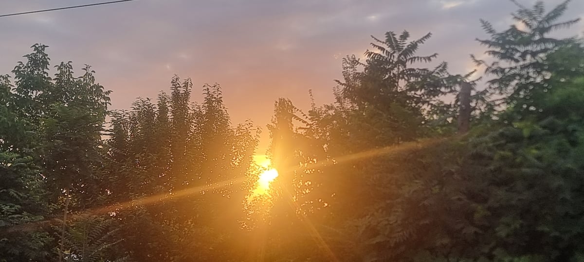 Sunset filtering through tree cover, two angles