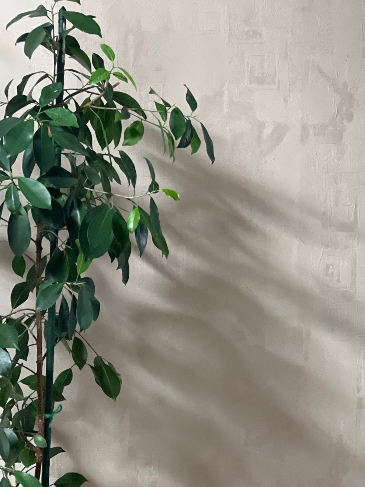 Yekaterinburg resident documents houseplant collection and toy figurines