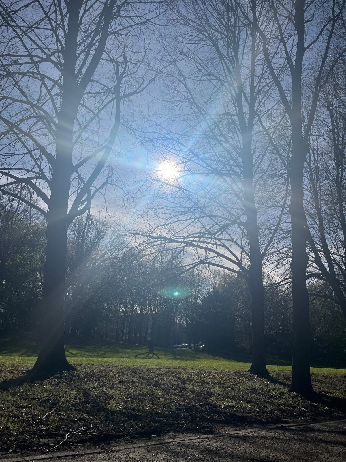 Spring park scene photographed in Maastricht shows leafless trees