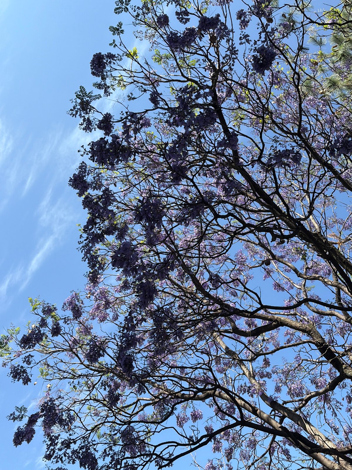 Jacaranda tree blooms captured in San Andrés Cholula