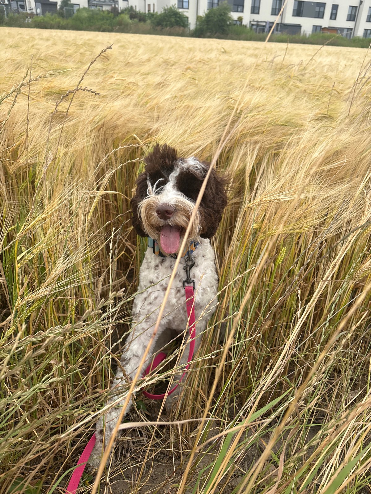 Dog in a golden barley field, Wilczyce, harvest season