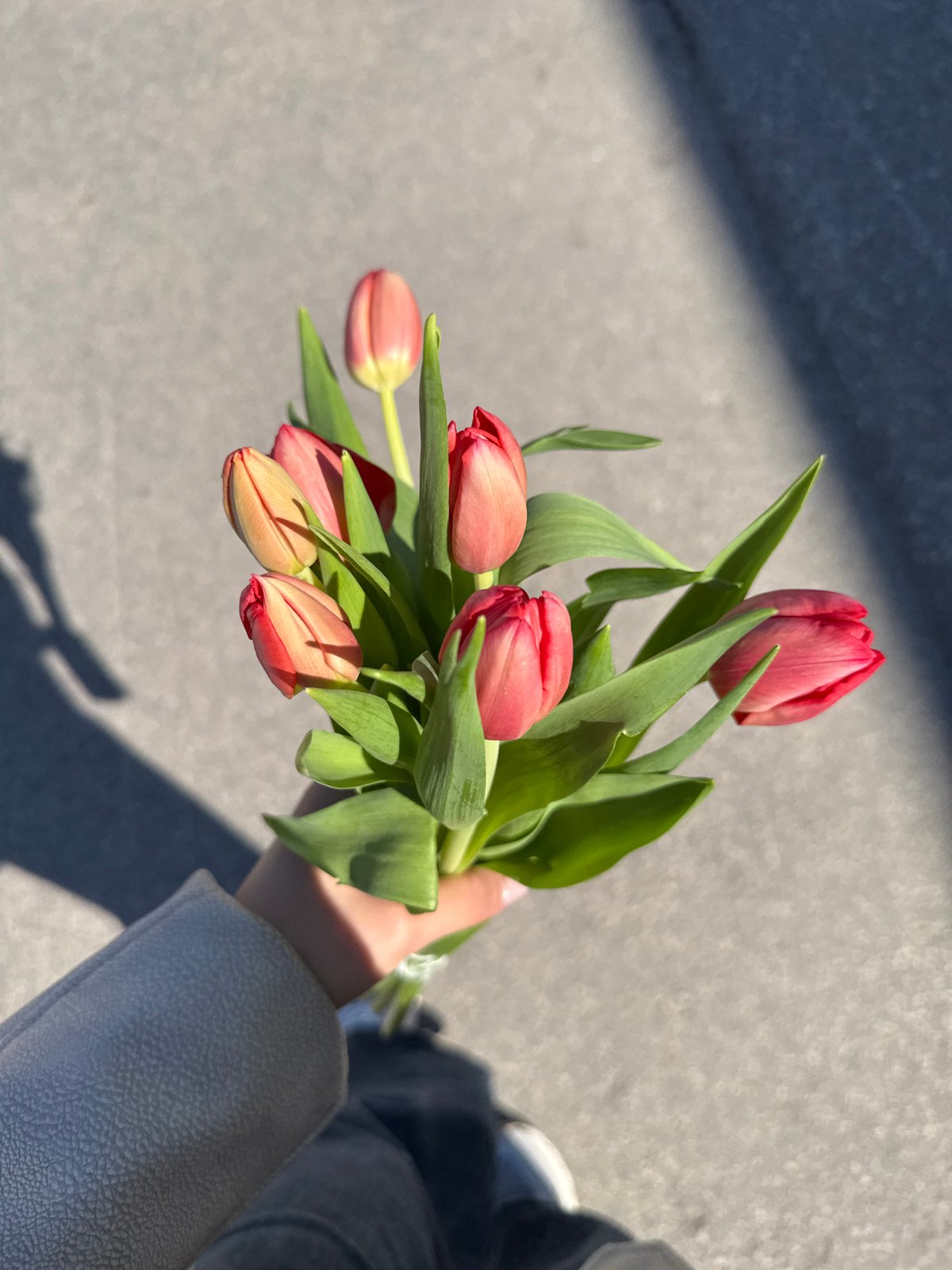 Person spotted with red tulip bouquet in Dobrich