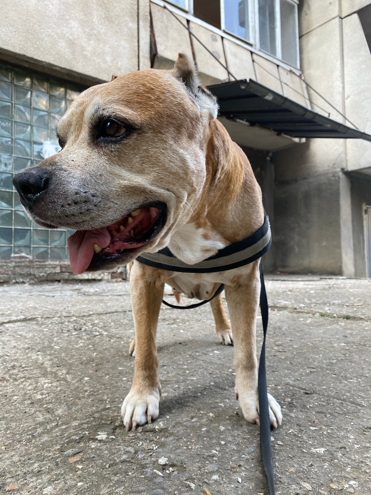 Dog and owner moment outside a Brutalist building in Pleven