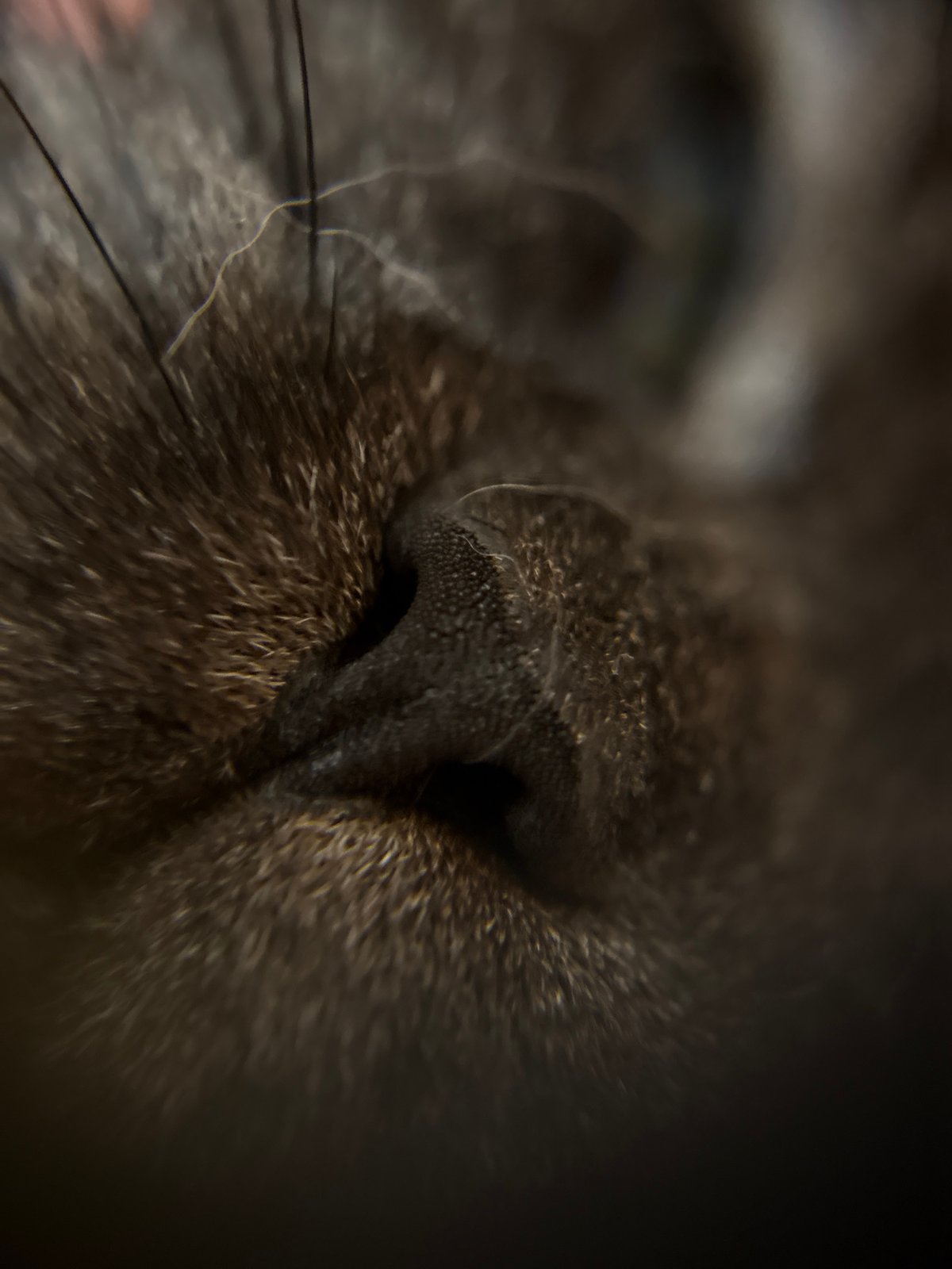 Macro photography session captures intimate details in Biržai, Lithuania