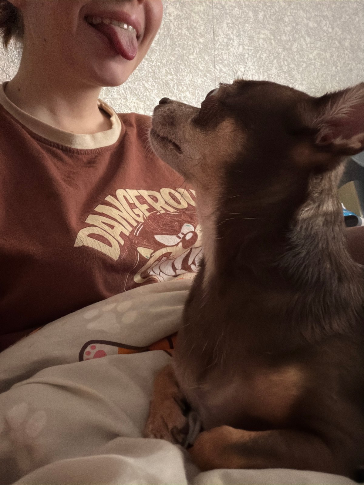Lazy afternoon with a small brown chihuahua, up close