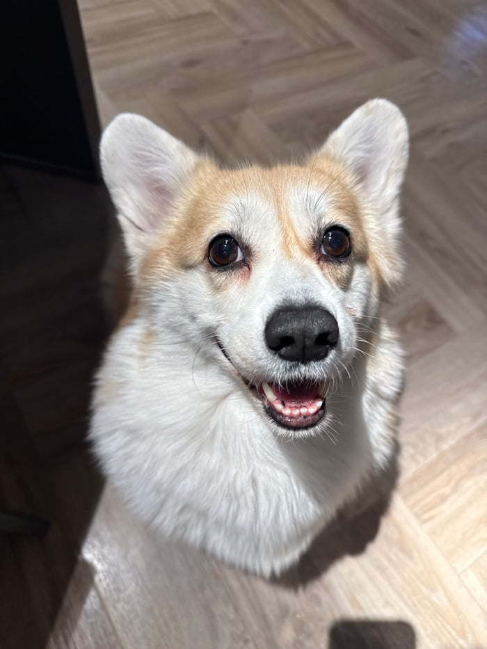 Krasnoyarsk resident documents evening with playful corgi, cooking activities