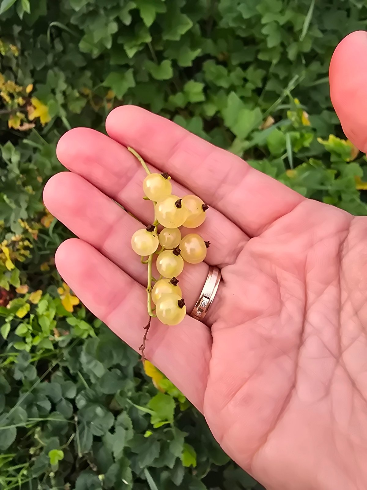 Midsummer garden harvest in a Russian village backyard
