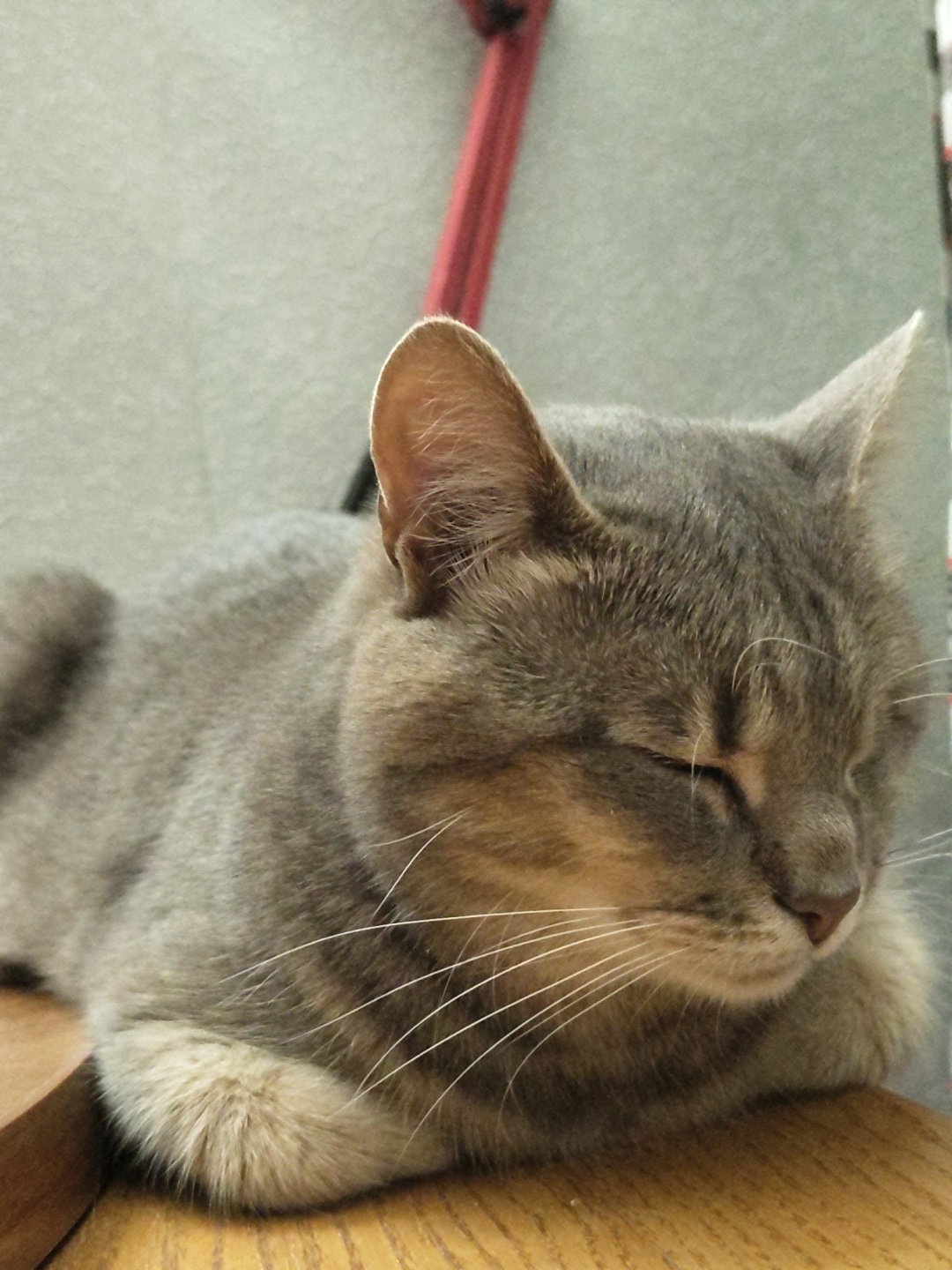 Grey tabby cat winking and resting on wooden surfaces