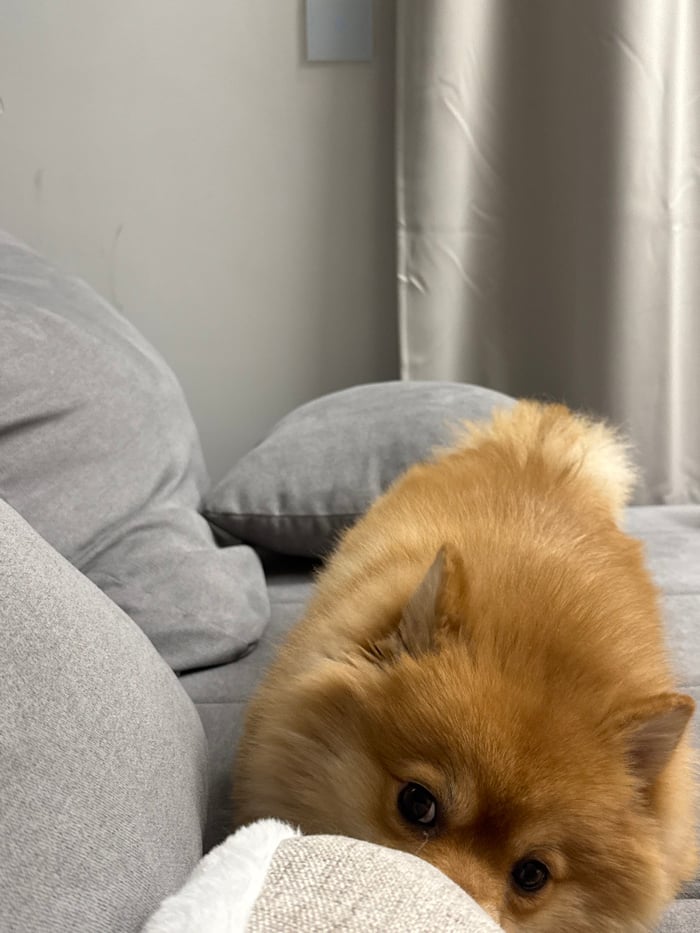 Pomeranian dog documented in Sofia home over afternoon hours