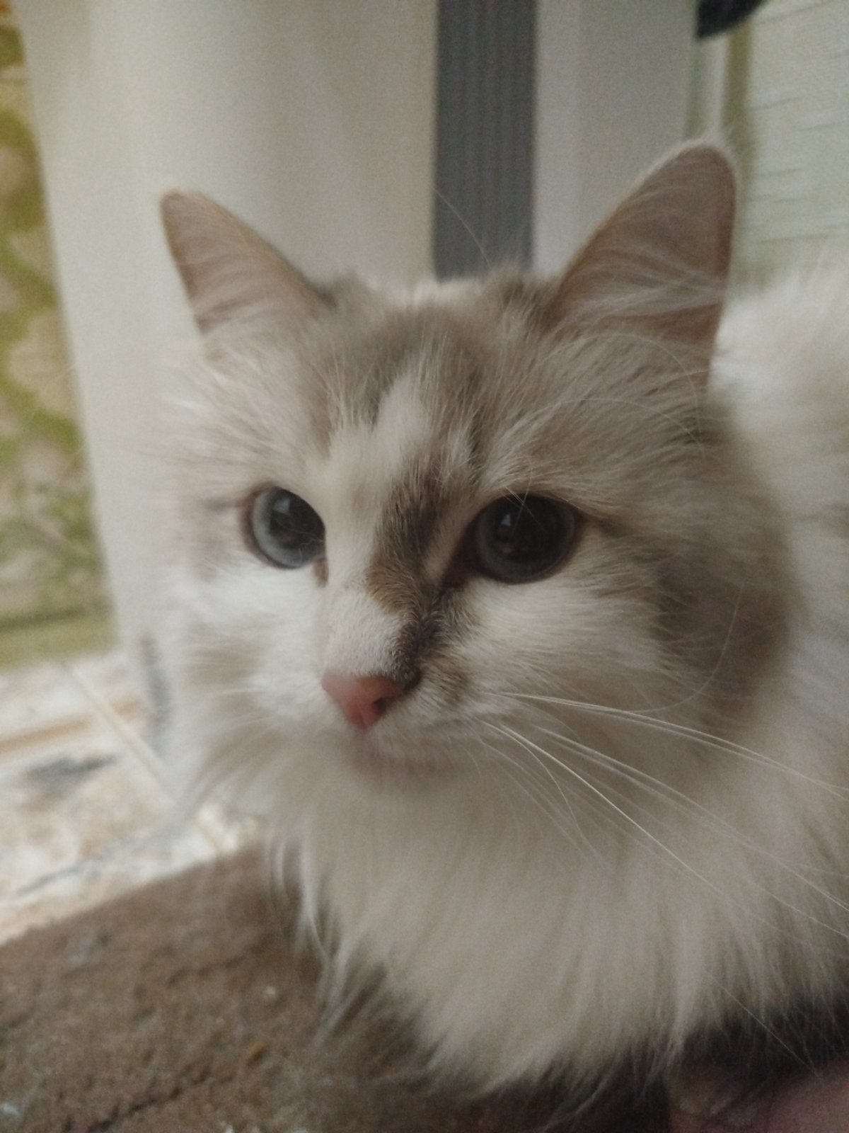 Multiple domestic cats observed indoors during Friday afternoon