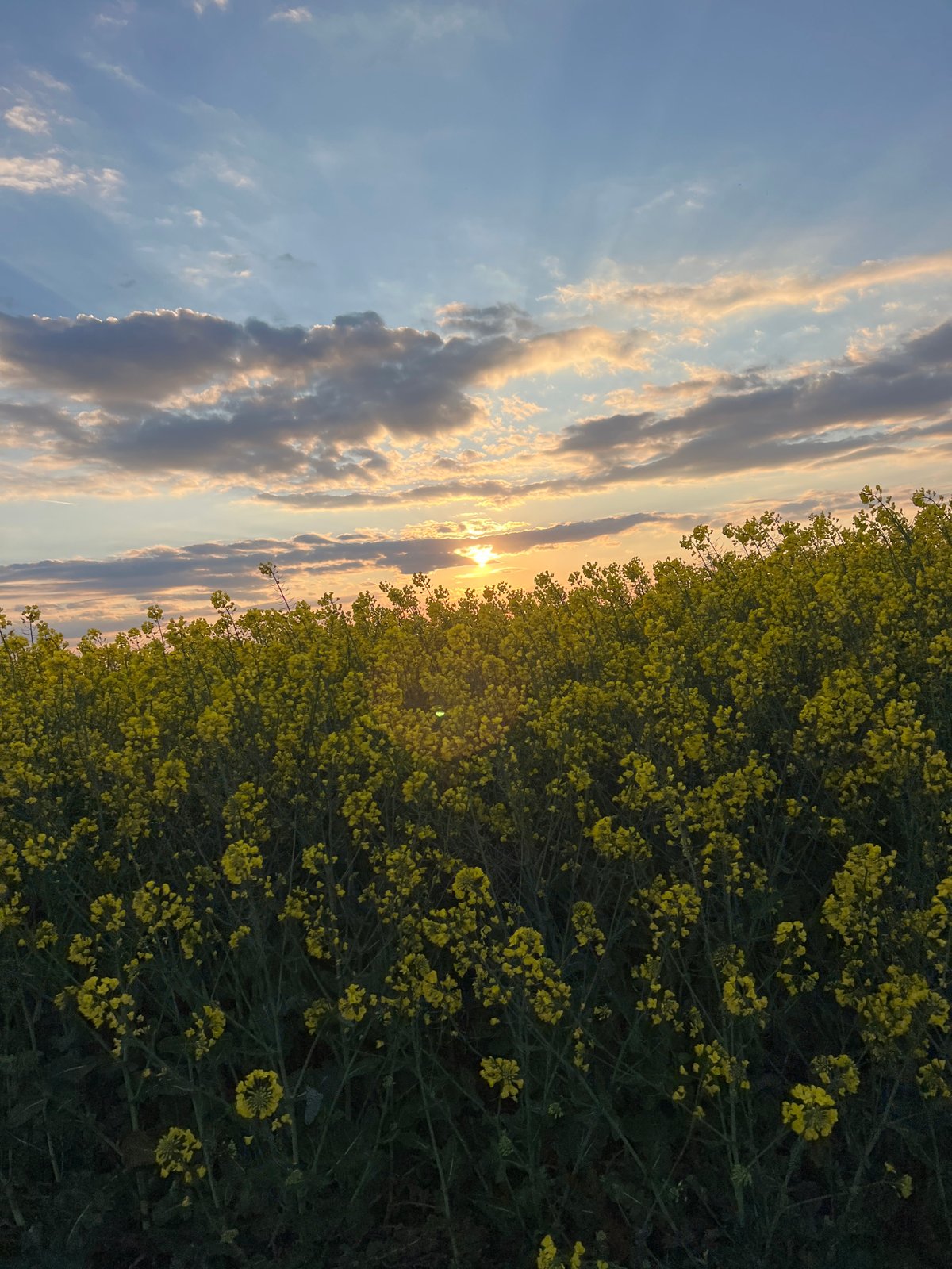 Sunset illuminates yellow flower field in Burgas, Bulgaria