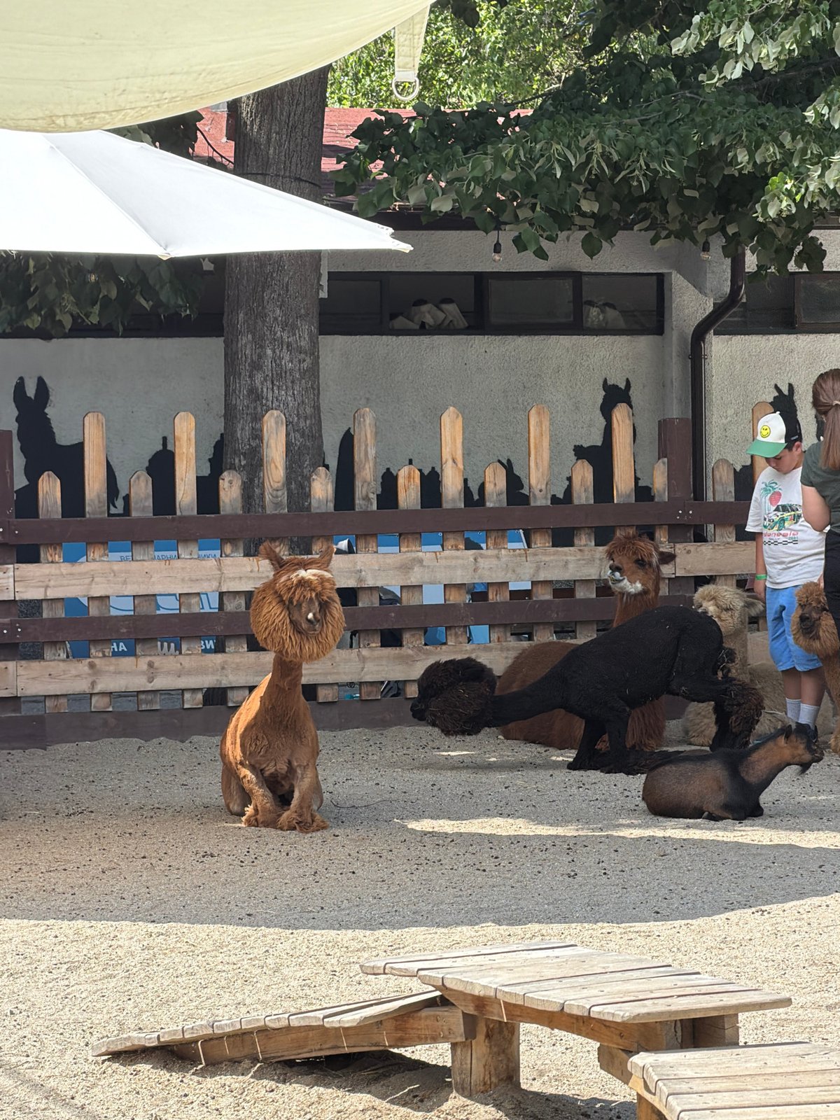 Sofia park with animals, playgrounds, and an outdoor event setup