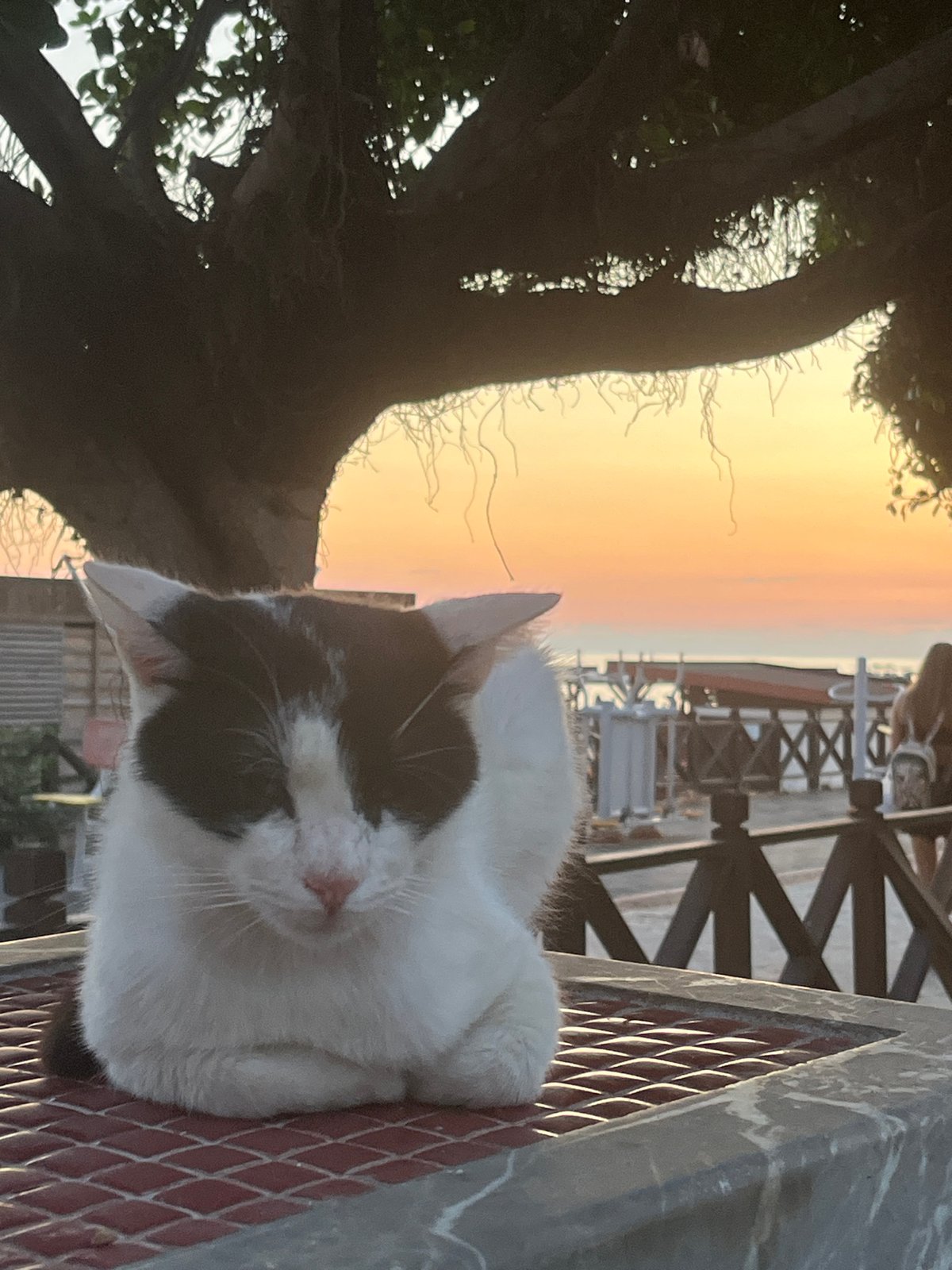 Evening scenes of cats, sports, fountains captured in Alanya