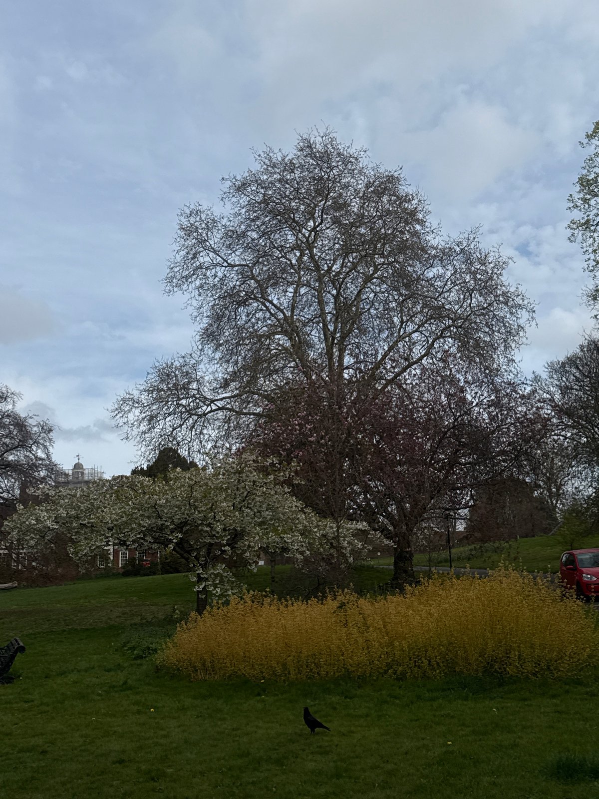 Spring blooms contrast bare trees in London park