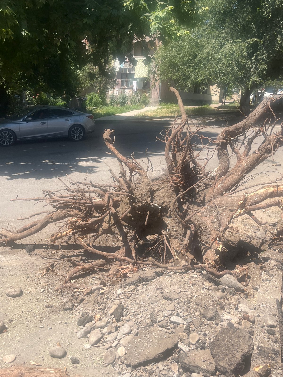 Fallen tree and street activity in a residential area