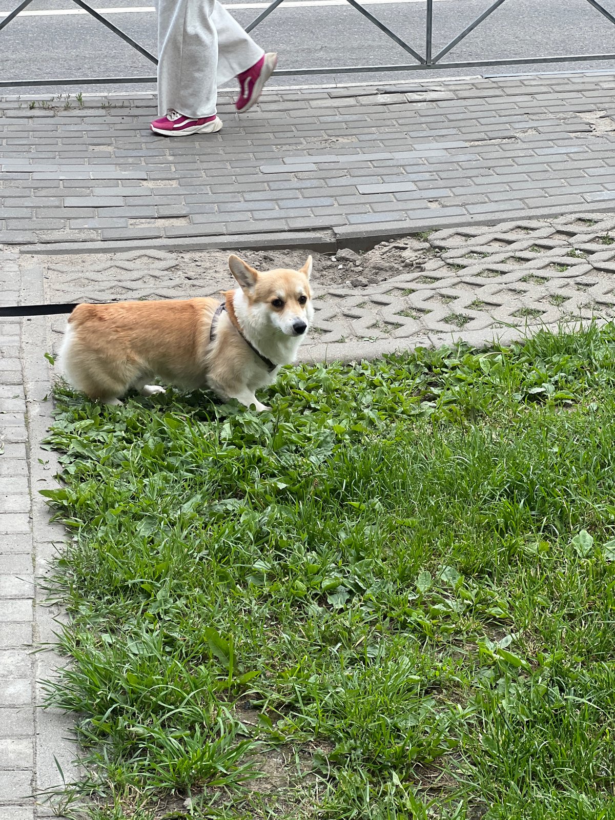 Dogs play and socialize in Mytishchi park area