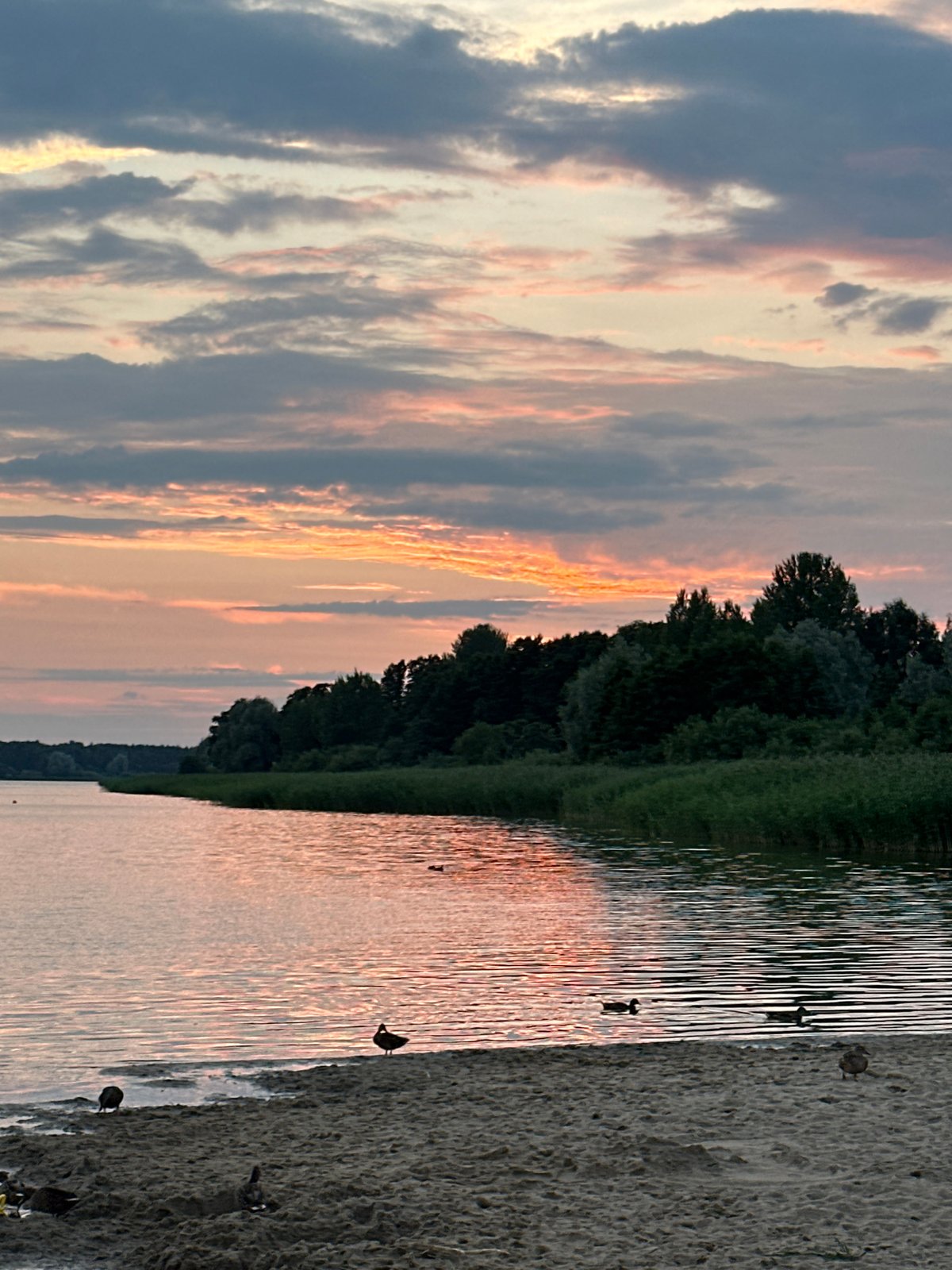 Mallards and a pink sunset along Tallinn's waterfront