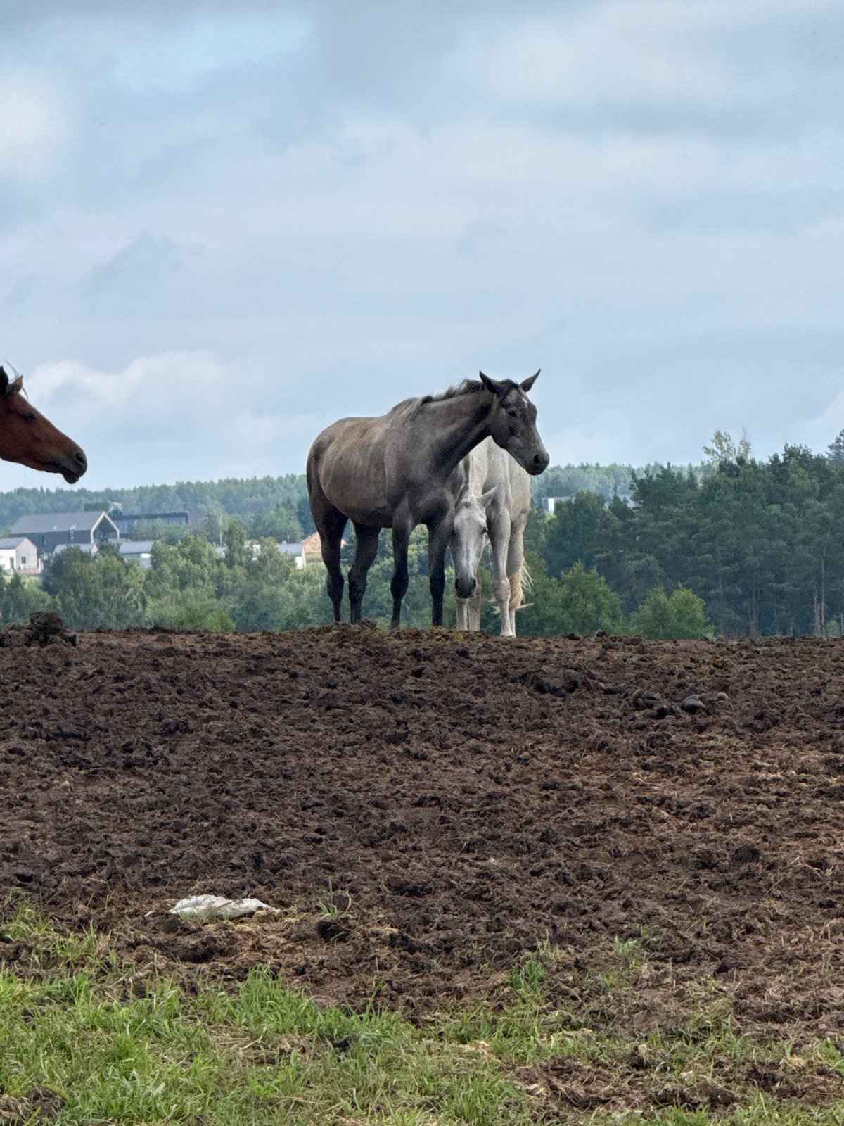Horses graze and roam across fields in rural Lithuania