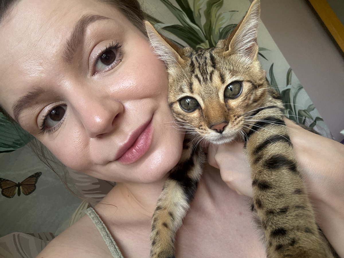 Lazy afternoon with a Bengal cat in Rzhev