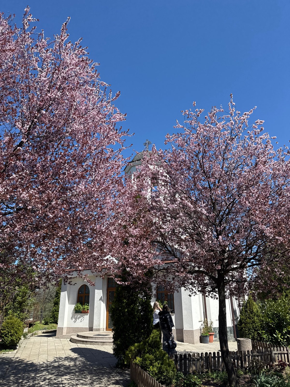 Spring blooms spotted across central Sofia amid clear skies