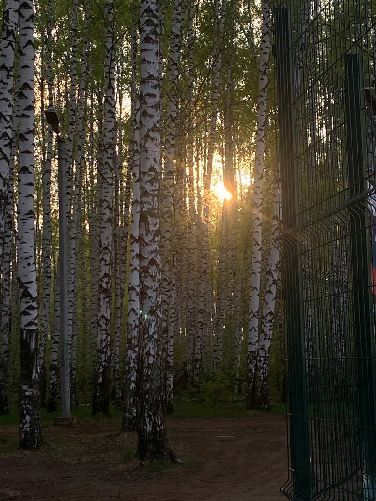 Quiet moments captured along Chaikovsky waterfront and birch grove