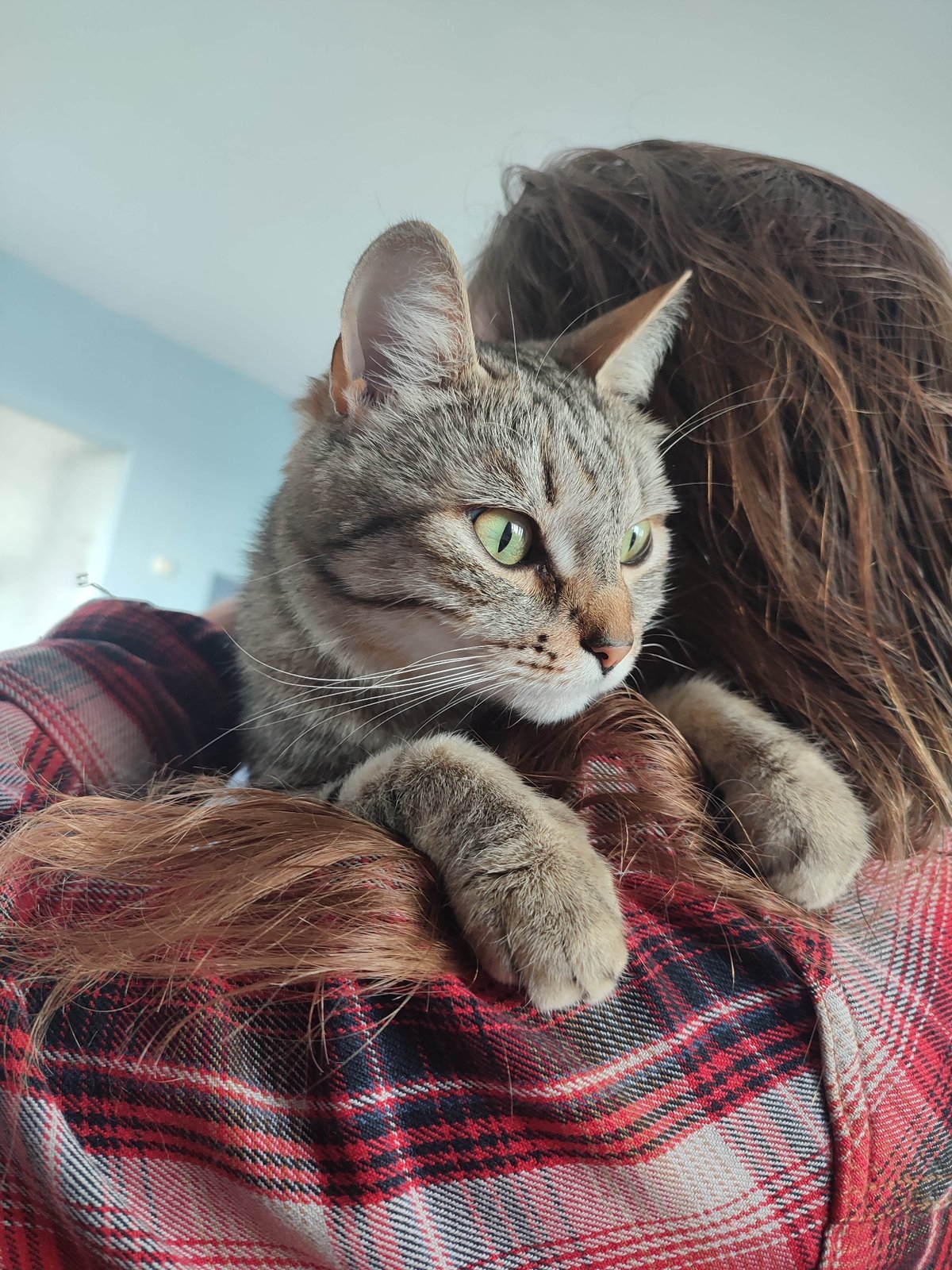 Person in plaid shirt pets shoulder-perched tabby cat outdoors