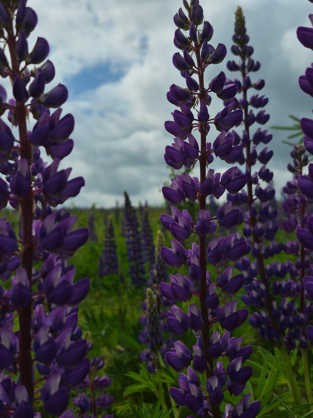 Person stands among blooming purple lupines in Russian field