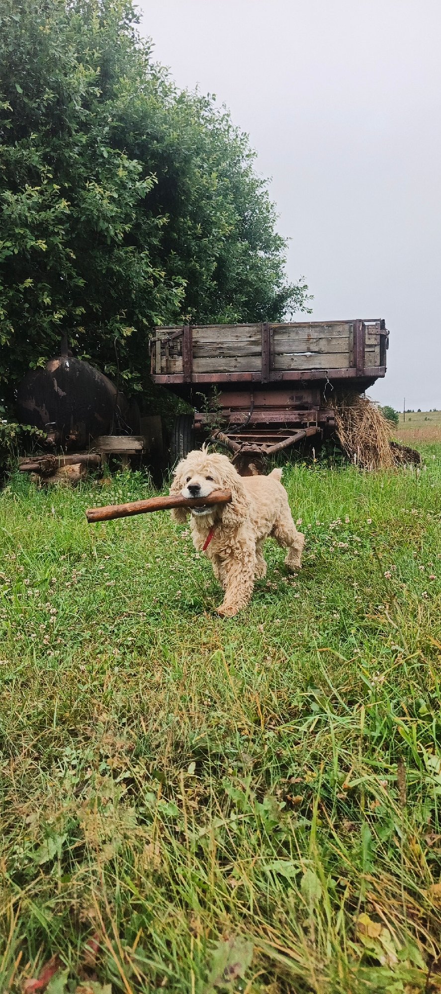 Dog plays fetch in a rural Russian field on a cloudy day
