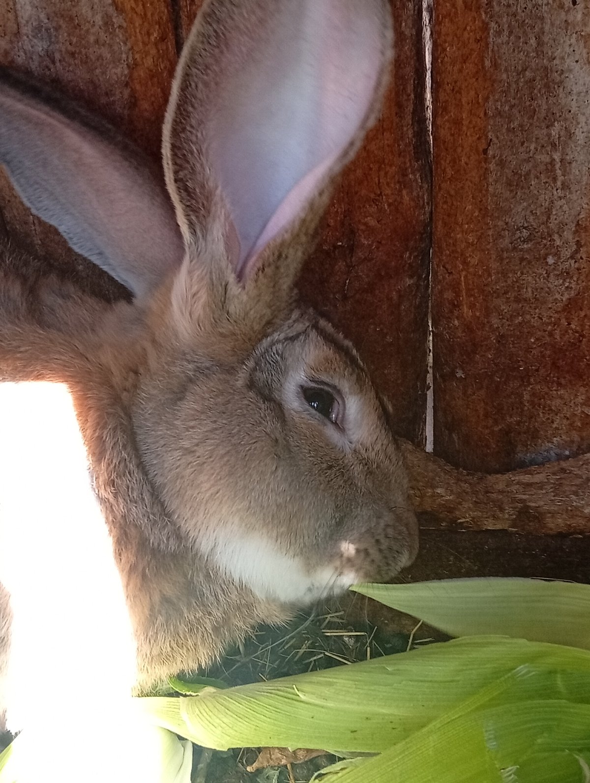 Flemish Giant rabbit snacking on corn husks in a wooden hutch