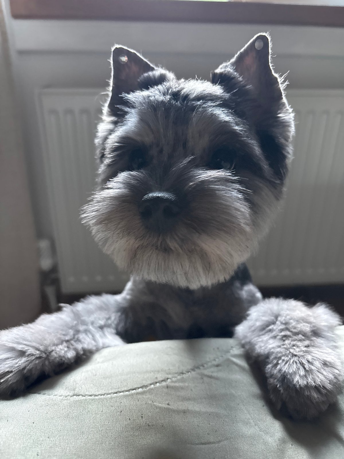 Everyday moments captured in Chaikovsky: dog, video call, sunset