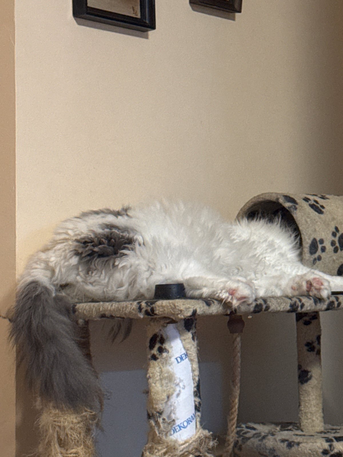 Cat and floral artwork captured in Sofia home
