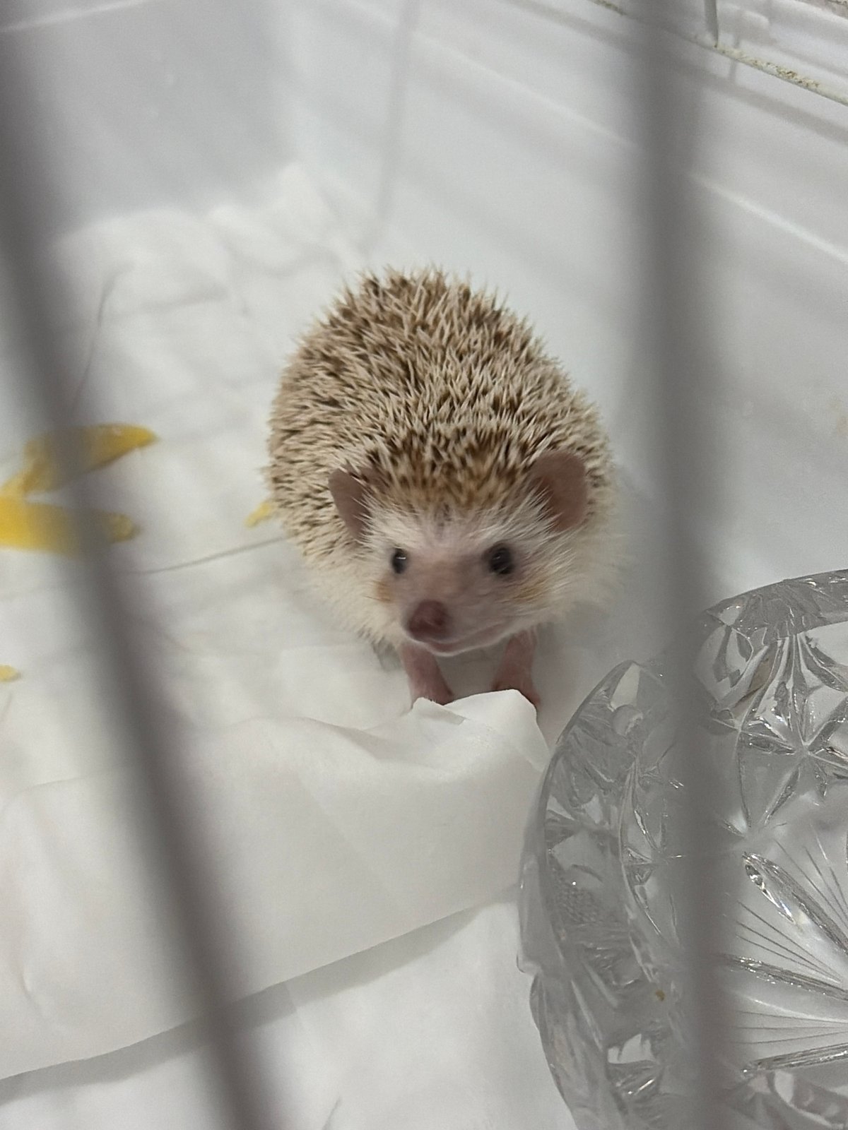 Hedgehog at home in Sofia, July 2026
