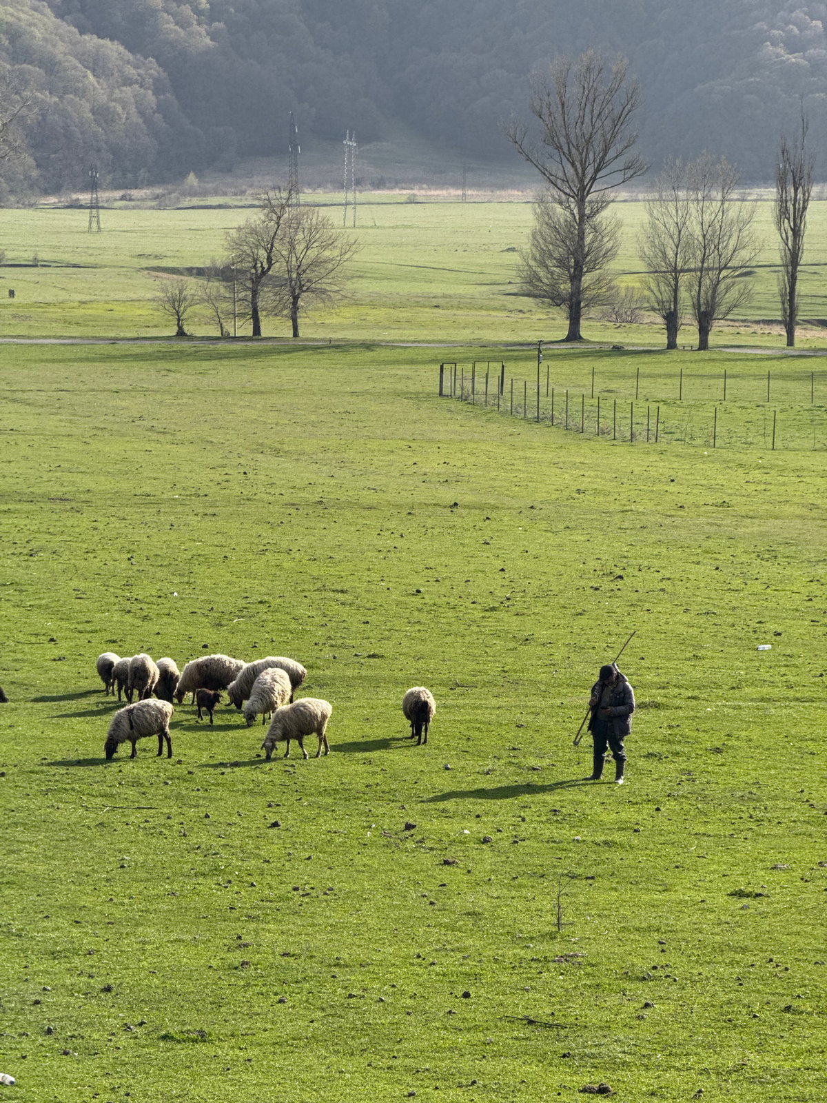 Shepherd tends flock in Armenian countryside near mountains