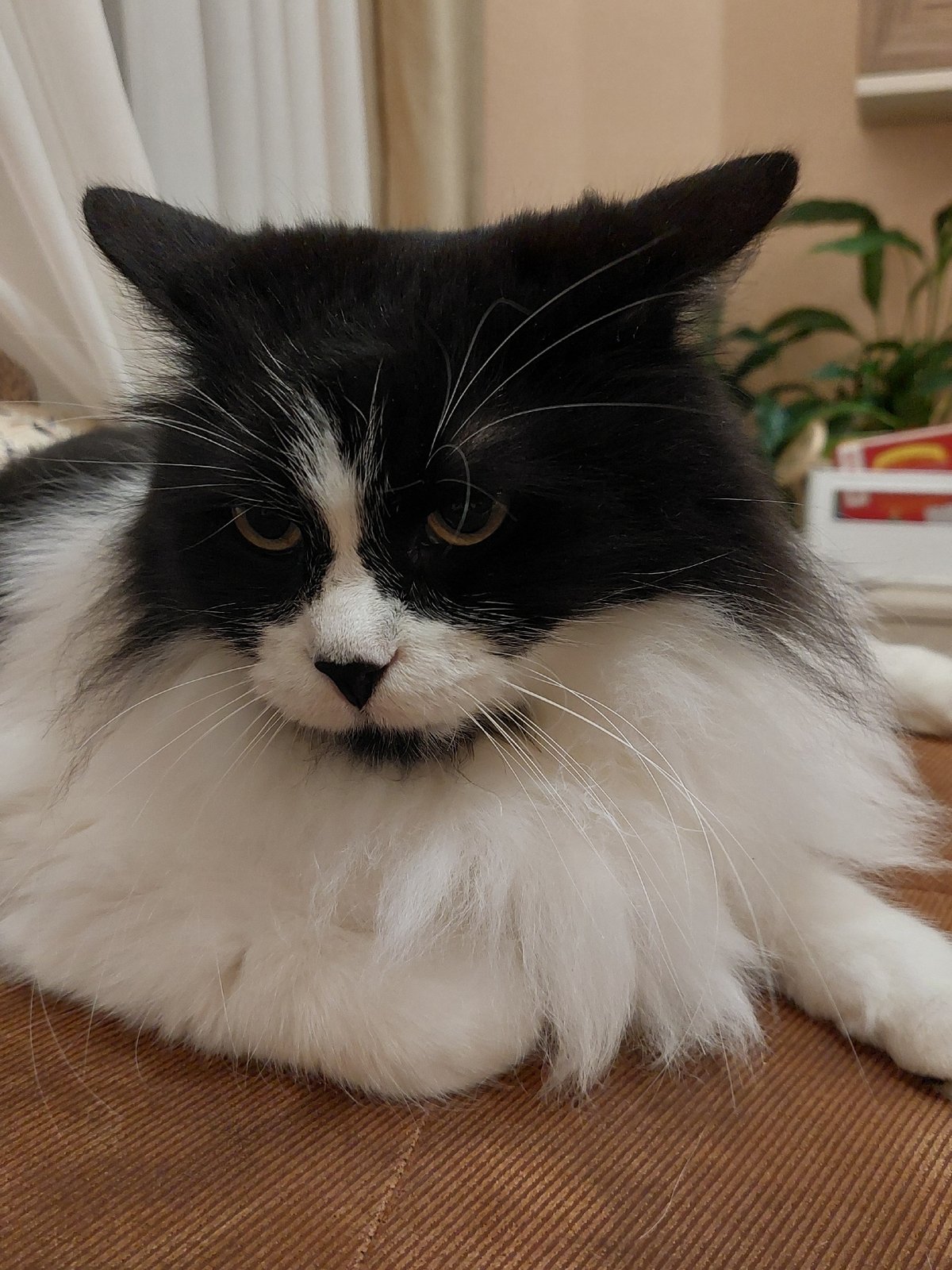Tuxedo cat's lazy afternoon documented in Plovdiv home