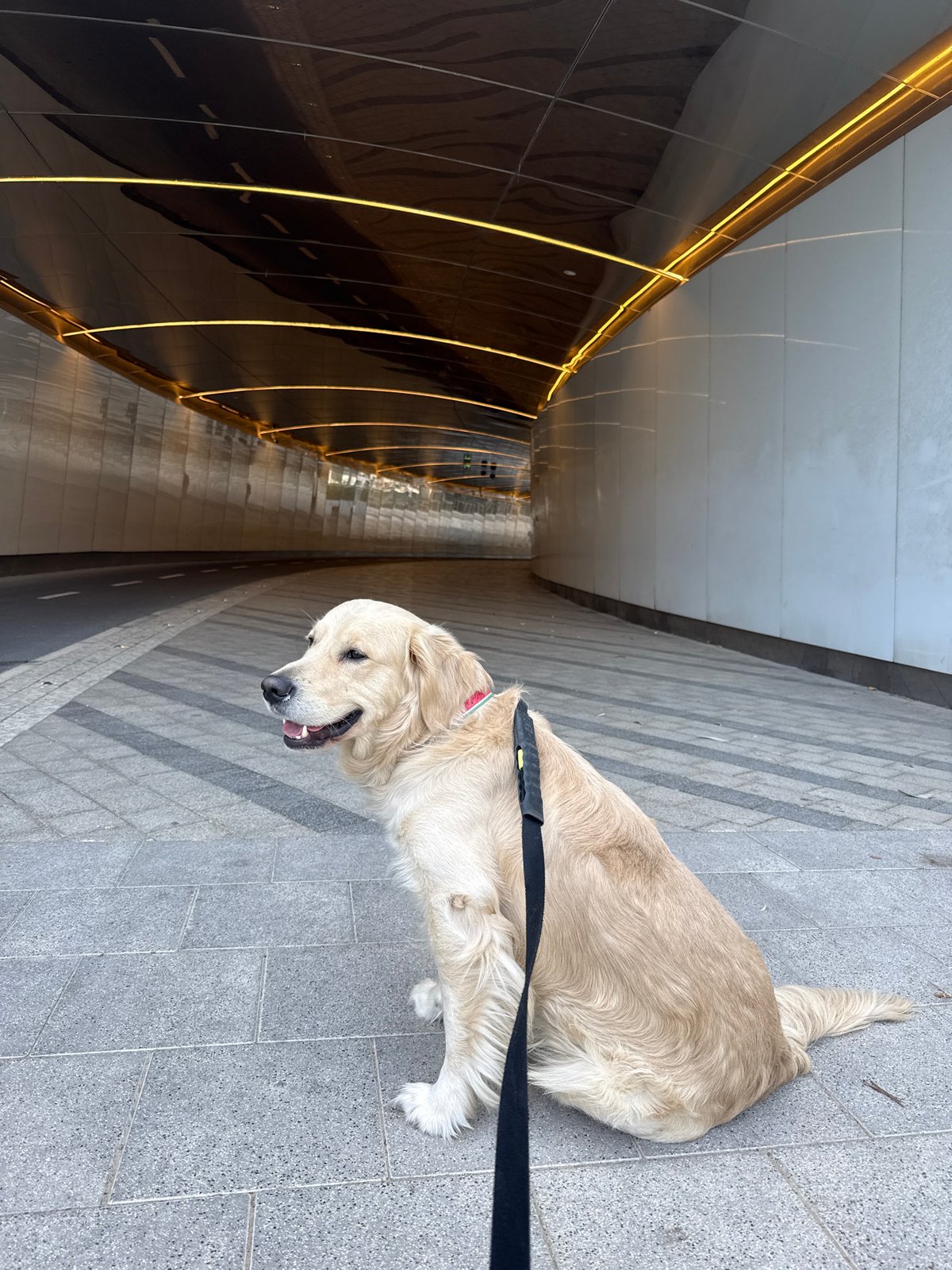Golden Retriever spotted near modern tunnel structure in Tel Aviv