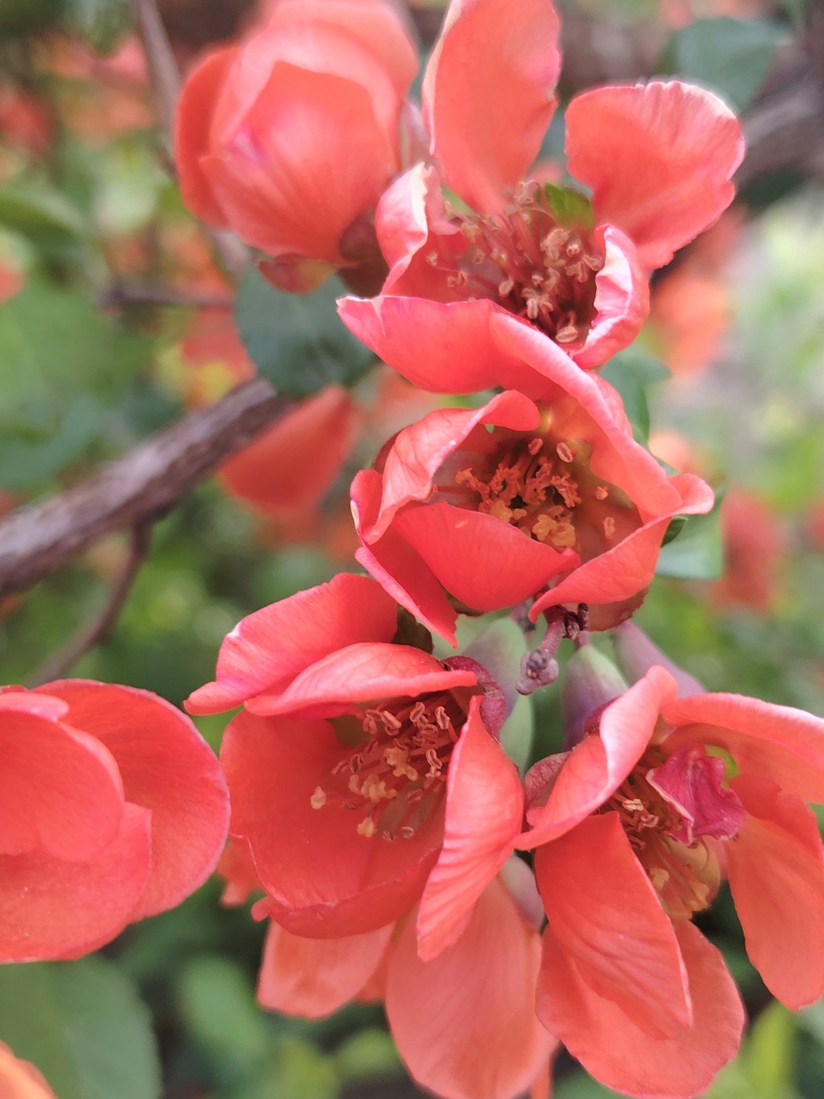 Spring Garden Flowers Documented in 13-Minute Photography Session