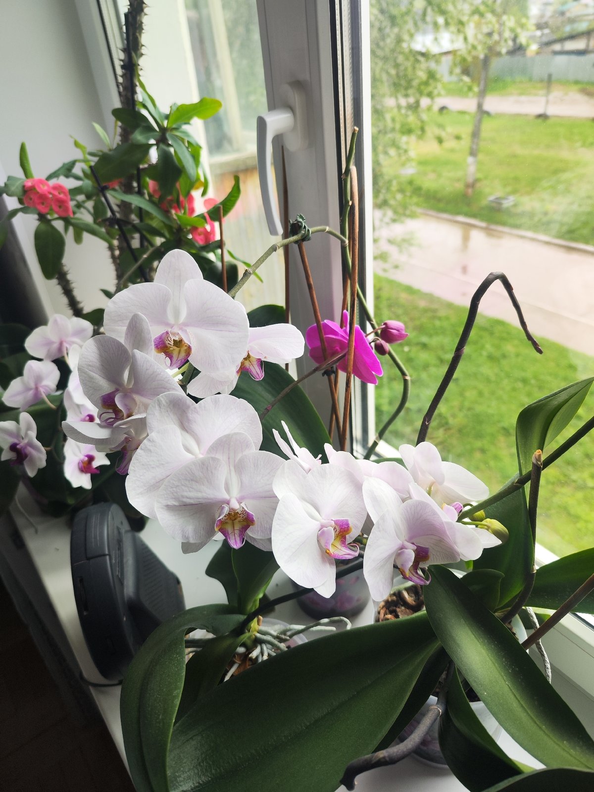 Morning windowsill garden documented in Chaikovsky, Russia