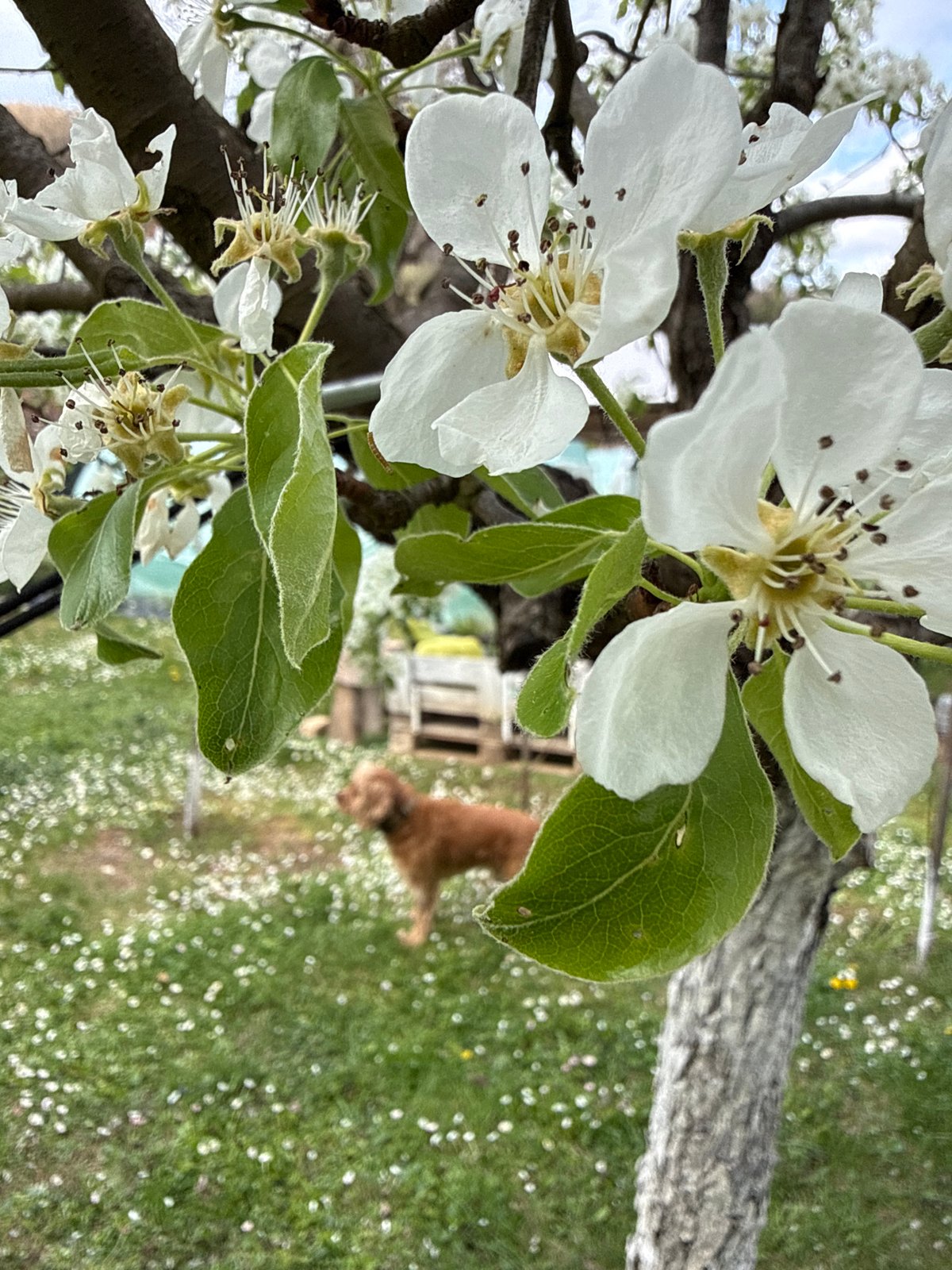 Spring day with dog amid blooming trees in Bulgarian village