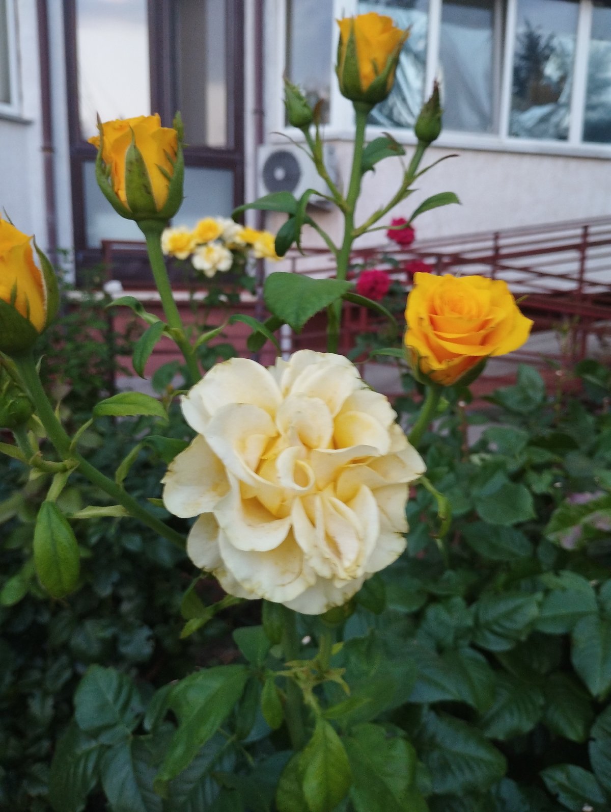 Summer blooms in a Velykodolynske garden, July 2026