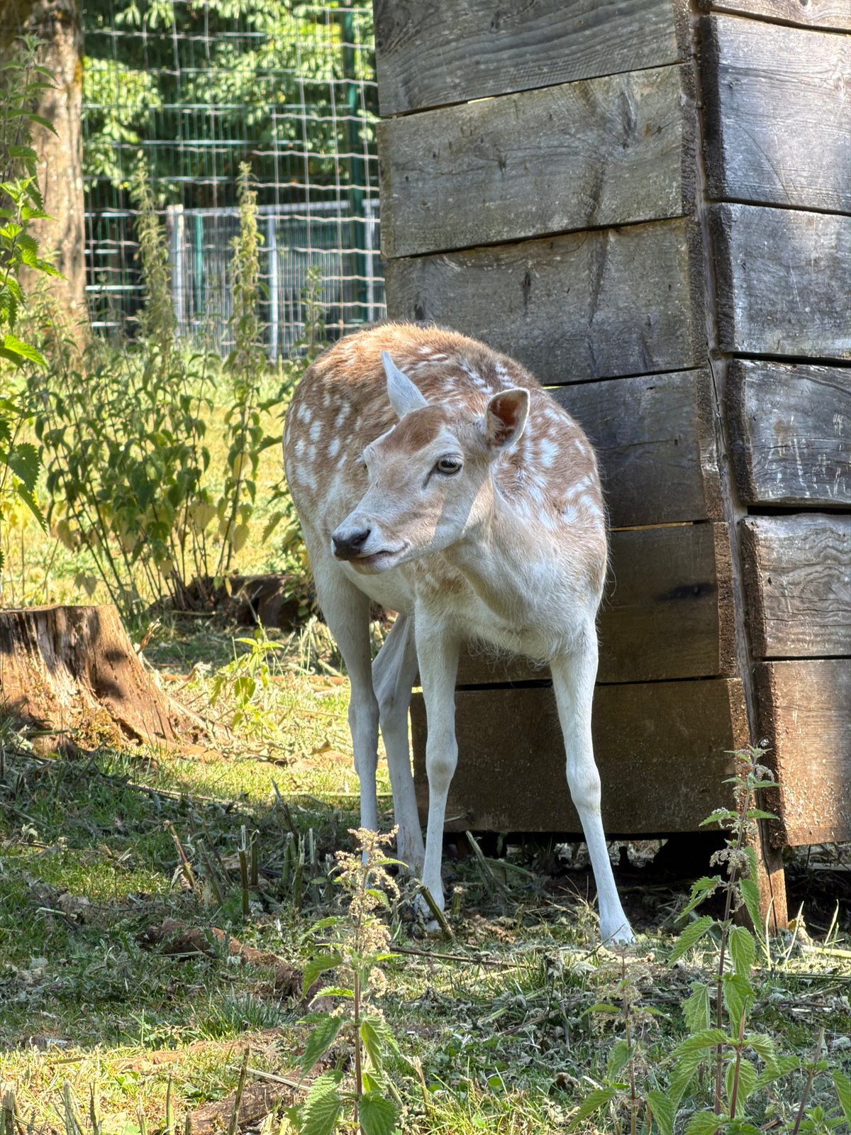 Forest walk and wildlife at a Luxembourg nature park