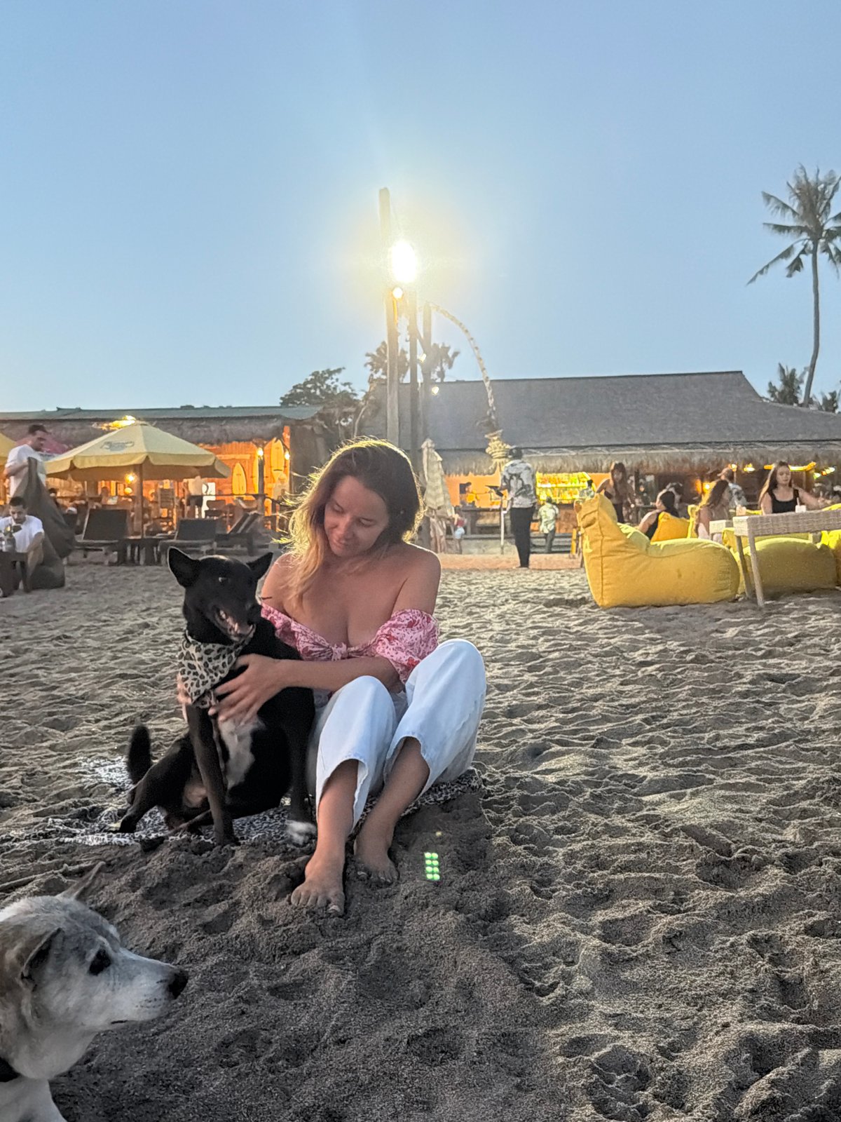 Dogs in matching bandanas on a North Kuta beach