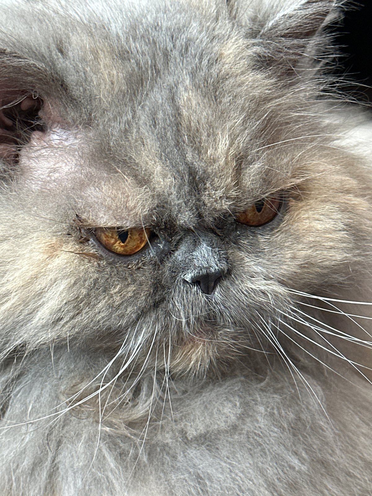 Gray Persian cat and quiet home moments in Chaikovsky