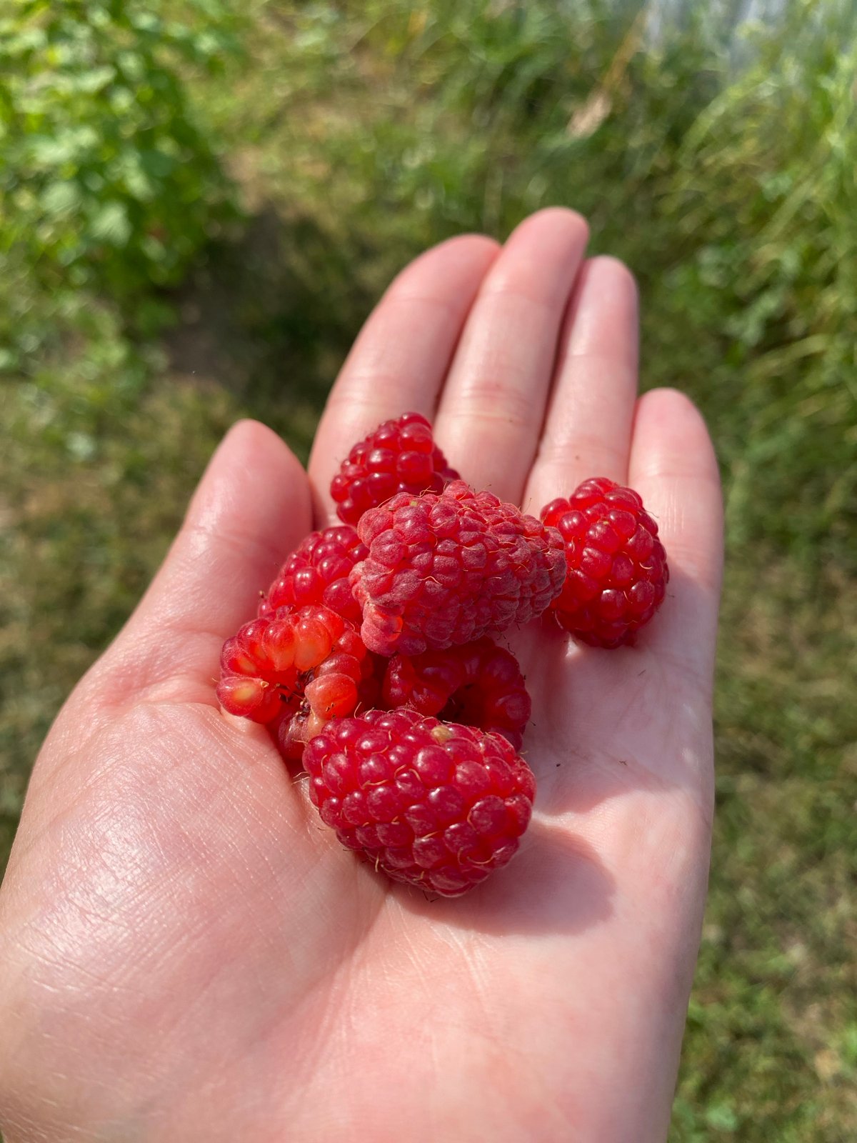 Backyard summer: berries, watered plants, and resting dogs