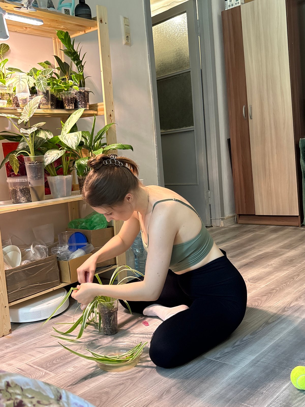 Woman tends spider plants in Saint Petersburg apartment