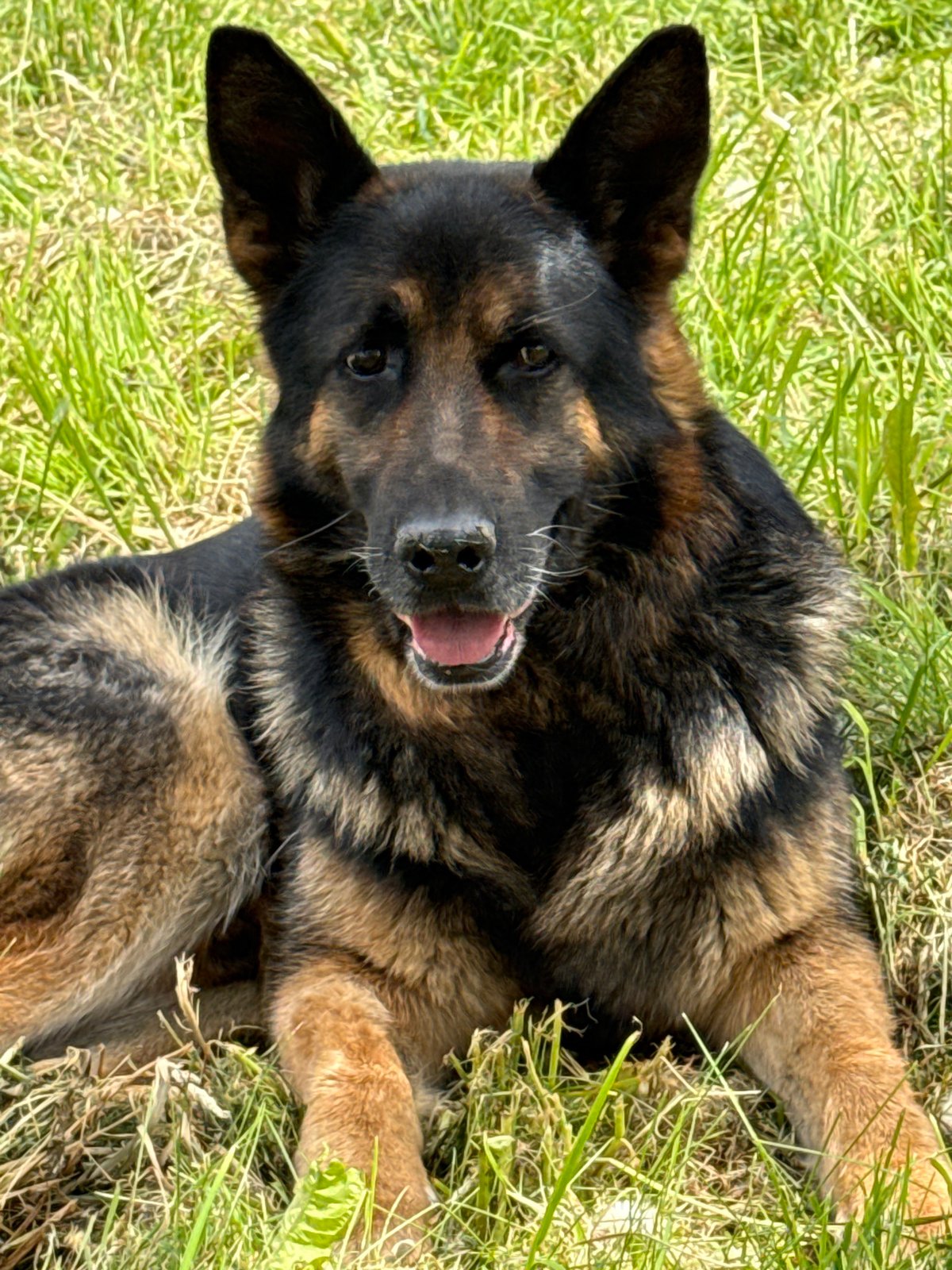 Welder works on fence as German Shepherd rests nearby