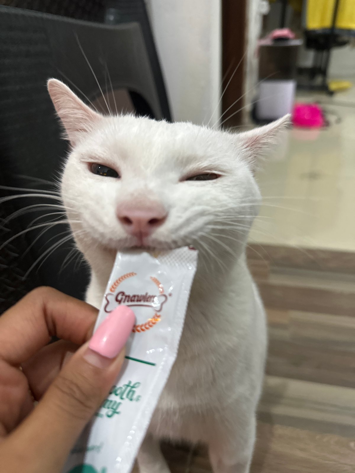 White cat enjoys treat time on pink beanbag in Sukawati